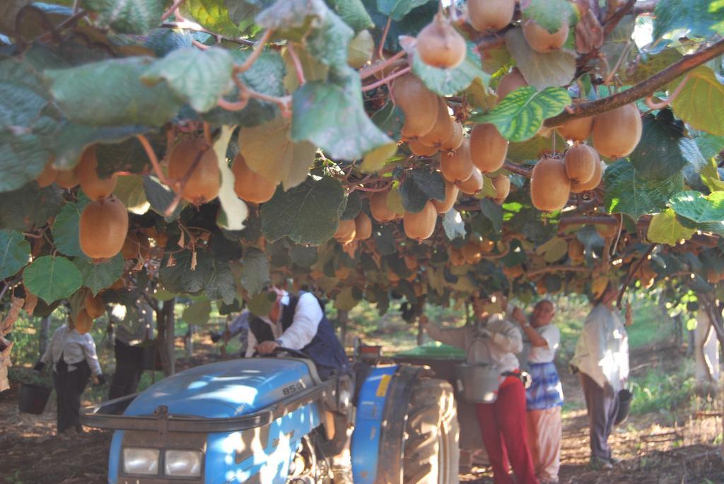 Agriturismo Torre Cristina Aprilia Dış mekan fotoğraf