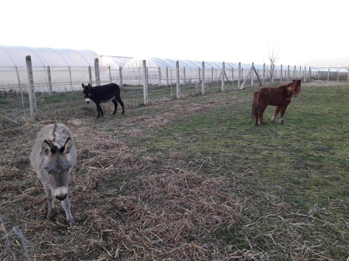 Agriturismo Torre Cristina Aprilia Dış mekan fotoğraf