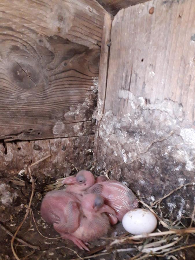 Agriturismo Torre Cristina Aprilia Dış mekan fotoğraf