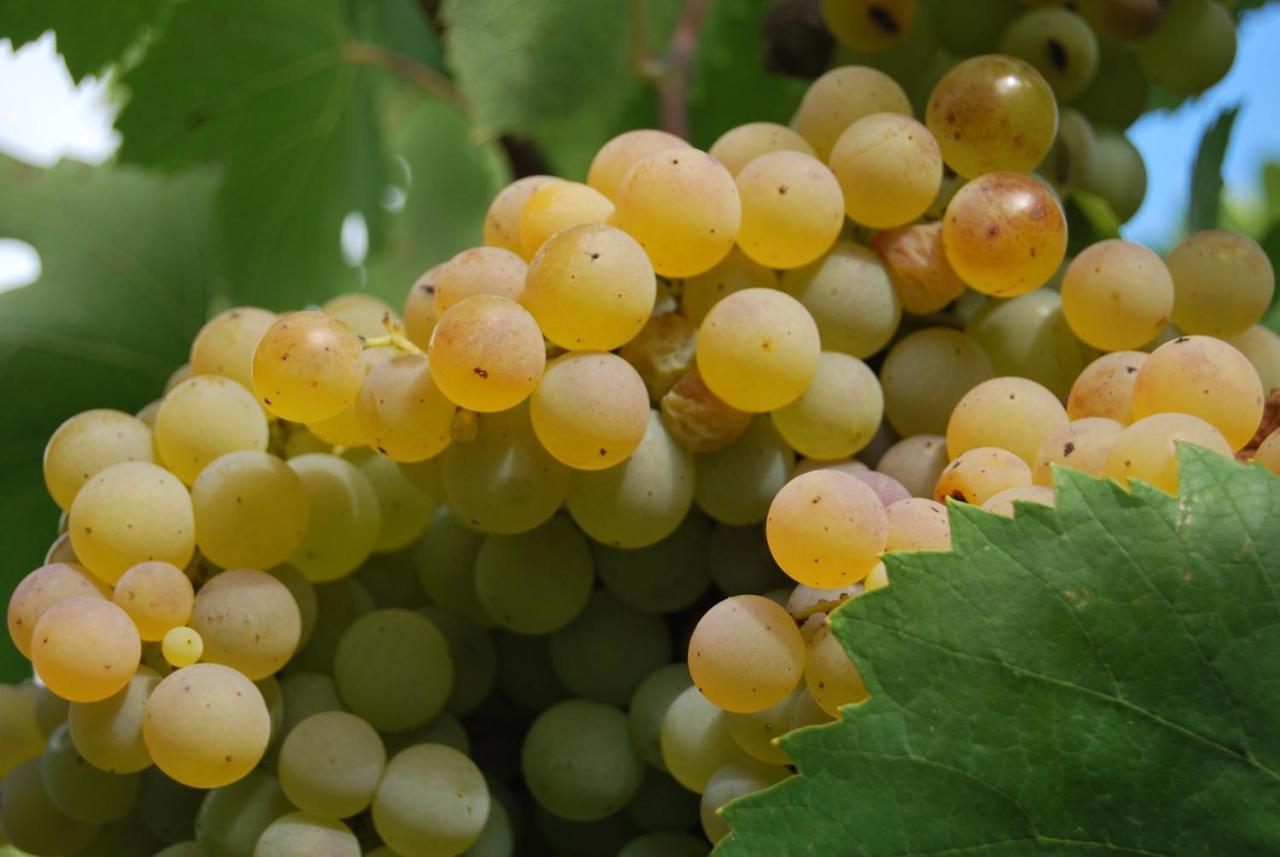 Agriturismo Torre Cristina Aprilia Dış mekan fotoğraf