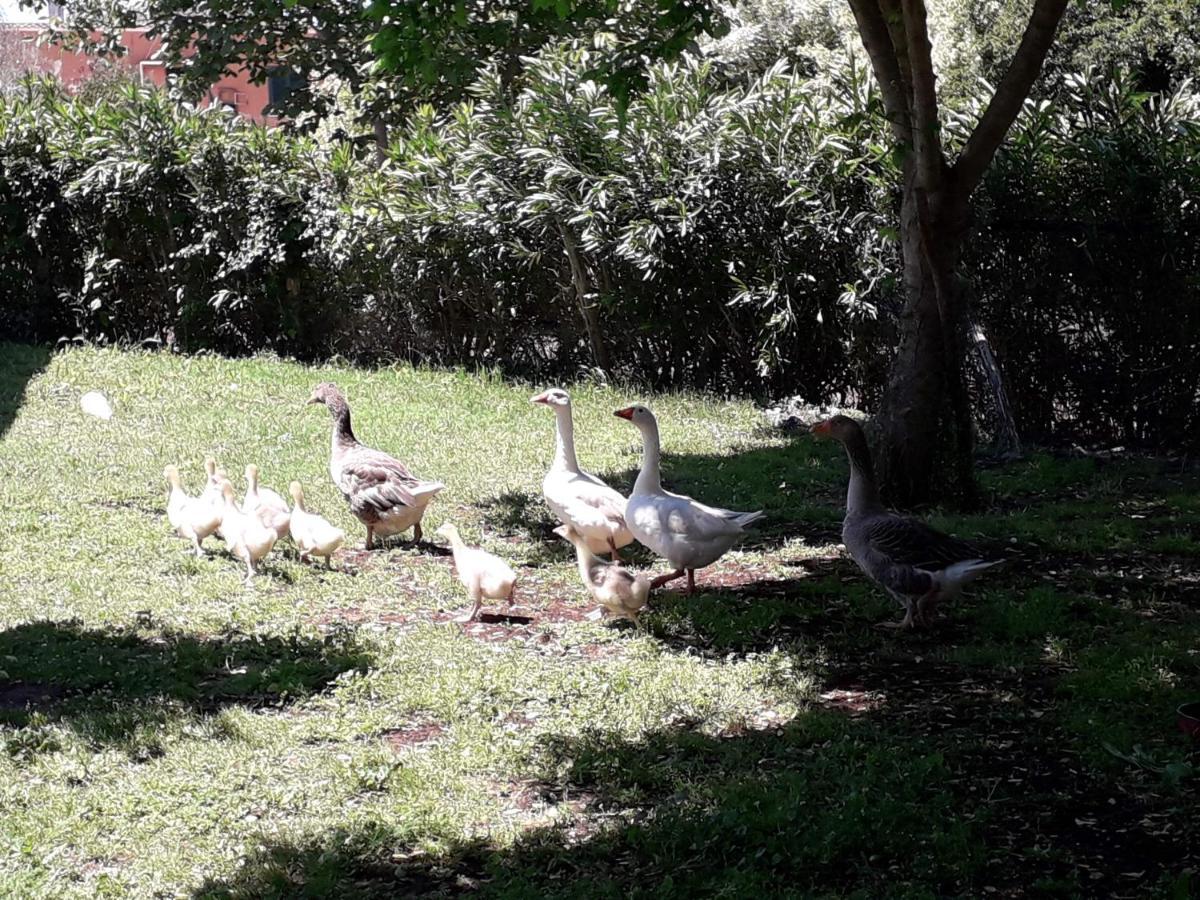 Agriturismo Torre Cristina Aprilia Dış mekan fotoğraf